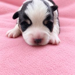 Holly - White and black female Pembroke Welsh Corgi puppy in Ramona, Oklahoma from Eden Farms Corgis