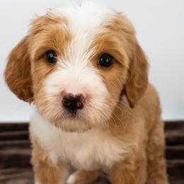Mint girl - Red  female Goldendoodle puppy in Lafayette, Alabama from Sweethaven Kennels