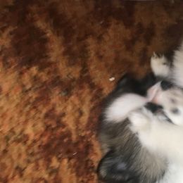 Pomeranian and Pomsky Puppies from Pine and Sea Pomskies