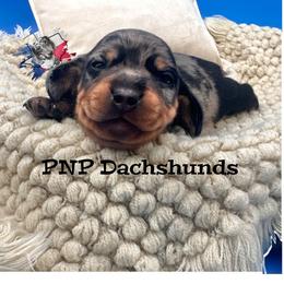 Tommy - Dapple male Dachshund puppy in Ben Wheeler, Texas from P&P Dachshunds
