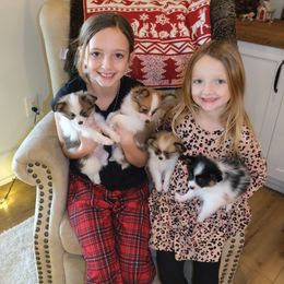 Papillon Puppies from Papillons in the Pines