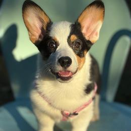 Belladonna (Bella) - Black and tan female Pembroke Welsh Corgi puppy in Benton, Arkansas from High Cotton Corgis
