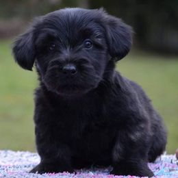 Australian Shepherds and Skye Terriers from Sky Creek