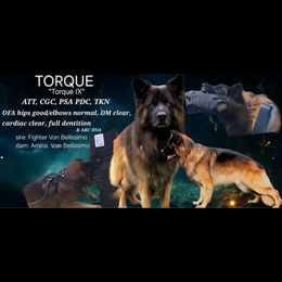 Torque - German Shepherd