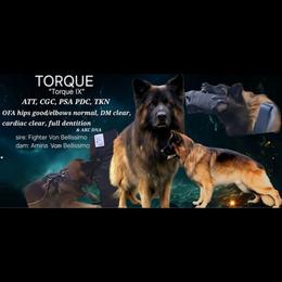 Torque - German Shepherd