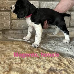 Magenta - Black and white female English Springer Spaniel puppy in Cincinnati, Ohio from Torco Play Acres