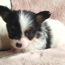 Girl 1 - White black and tan female Papillon puppy in Frostproof, Florida from Longwing Kennel