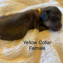 Female 2 - Cream female Dachshund puppy in Fostoria, Michigan from Jensen Dobermans and Dachshunds