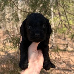 Velvet - Black male Cavapoo puppy in Midland, North Carolina from Rocky River Cavapoos