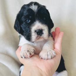 Spring - Black and white female English Springer Spaniel puppy in Casa Grande, Arizona from The Spaniel Garden