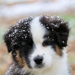 Australian Shepherd, Miniature American Shepherd, Miniature Australian Shepherd, and Toy Australian Shepherd Puppies from Painted Blue Aussies