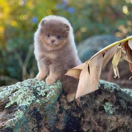 Sage - Lavender male Pomeranian puppy in Stockton, California from Pommiepalace