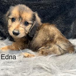 Edna - Chocolate and tan female Dachshund puppy in Cabool, Missouri from Dachshund's of Country Magic Farms in Missouri