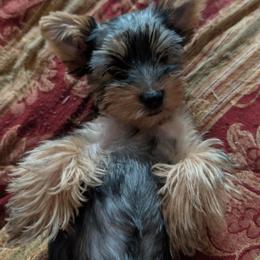 Mina - Black and gold female Yorkshire Terrier puppy in East Alton, Illinois from Yorkies of the Shire