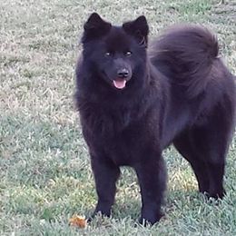 Swedish Lapphunds from Claryhill Kennel