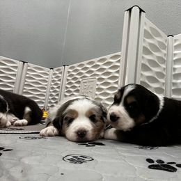 Australian Shepherd Puppies from Happily Ever Australian Shepherds