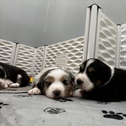 Australian Shepherd Puppies from Happily Ever Australian Shepherds