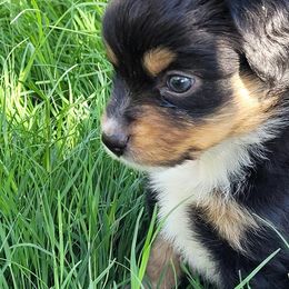 Miniature Australian Shepherd and Toy Australian Shepherd Puppies from Heritage Homestead