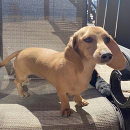 Willow - Dachshund