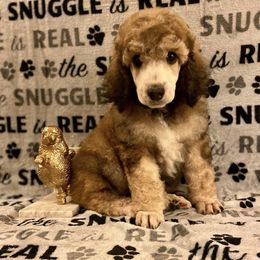 Poodle Puppies from Cosmic Caliber Standard Poodles