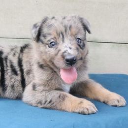 Mosaic - Blue merle female Australian Shepherd puppy in Macon, Georgia from Shaina’s Shepherds