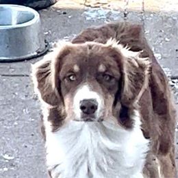 Amber - Australian Shepherd