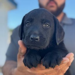 Boy 3 - Black male Labrador Retriever puppy in Gerber, California from In The Zone Dog Training and Breeding
