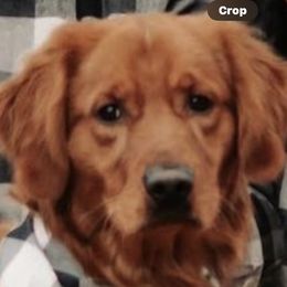 Harry - Golden Retriever