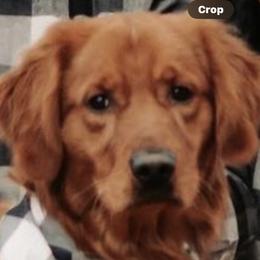 Harry - Golden Retriever
