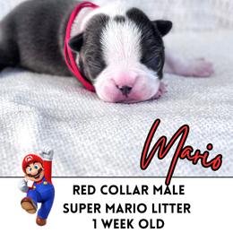 Mario - Blue male Boston Terrier puppy in West Jefferson, Ohio from Kline Kennels