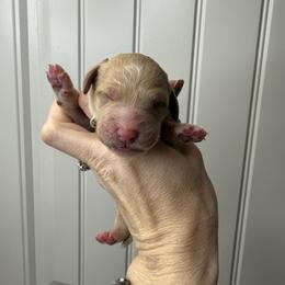 Girl 1 - Apricot female Goldendoodle puppy in Fayetteville, Arkansas from Silver Hill Farm