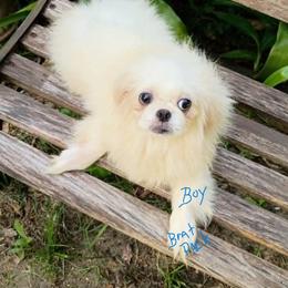 Howard - White male Pekingese puppy in Savannah, Georgia from Pekingese Zoo