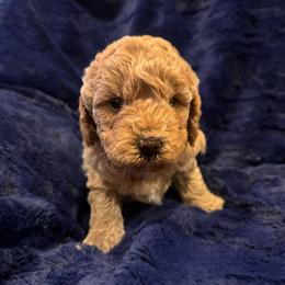Stephan - Red  male Goldendoodle puppy in Bucyrus, Missouri from Hill Top Pomskies