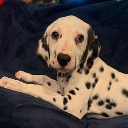 Cupcake - White and black female Dalmatian puppy in Austin, Texas from Dazzling Dalz