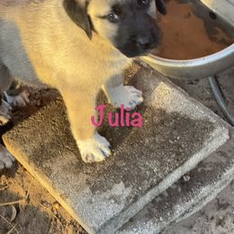 Julia - Fawn female Anatolian Shepherd Dog puppy in Avon Park, Florida from Sandy Pines Homestead