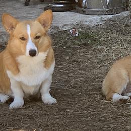 Pembroke Welsh Corgis from Royal Corgis