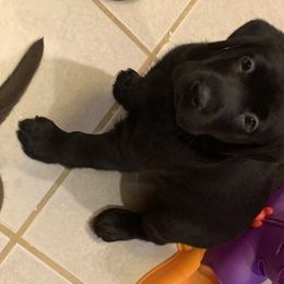 Labrador Retriever Puppies from Viklan Labradors
