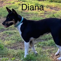 Diana - Rat Terrier