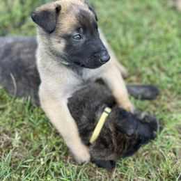 xDutch Shepherd Puppies from Crystal Coast K9 MHC