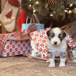 Lorelai - Blue merle female Australian Shepherd puppy in Uvalda, Georgia from Happy Ours Australian Shepherds