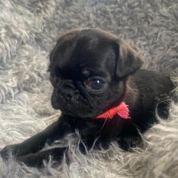 WEDNESDAY CAMILLE Black girl 1 - Black female Pug puppy in Onalaska, Washington from Cupid’s Pugs
