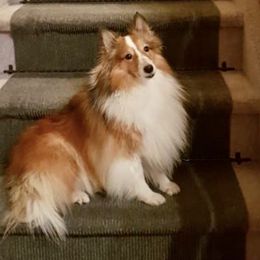 Shetland Sheepdog All Grown Up from Fox Point Farm Toy Shelties