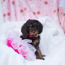 Cherry - Brown female Cavapoo puppy in Bellingham, Washington from My Sweet Poodles and Doodles