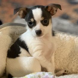Danny CKC - Blue and white male Chihuahua puppy in Amity, Pennsylvania from Rhoda and Verna