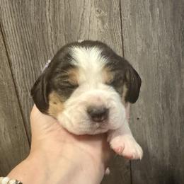 Purple Boy - Black white and tan male Beagle puppy in Viper, Kentucky from Mountain Top