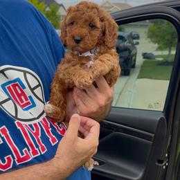 Girl 1 - Red  female Goldendoodle puppy in Richmond, Texas from Harper’s Heartbeats