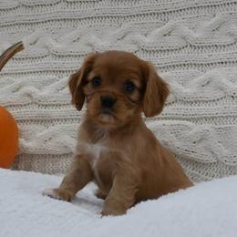 Rowen - Ruby male Cavalier King Charles Spaniel puppy in Marcellus, Michigan from Coolcreek Pets
