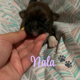 Nala - Brindle female Shih Tzu puppy in Houston, Texas from Pup Paw-lace