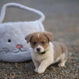 Girl 4 - Sable female Pembroke Welsh Corgi puppy in Ocala, Florida from Dolan Farms Corgis