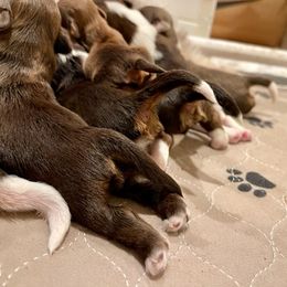 Havanese Puppies from Havareese Havanese